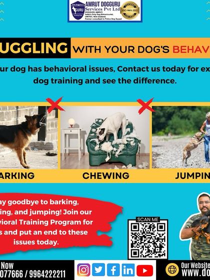 Dog Guru - Dog Behavior & Owner Consultation Tackling Tough Challenges photo 9