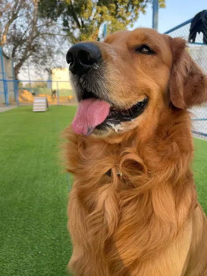 This majestic Golden Retriever is making your Monday a little cuter with his handsome pose and happy tongue out smile.