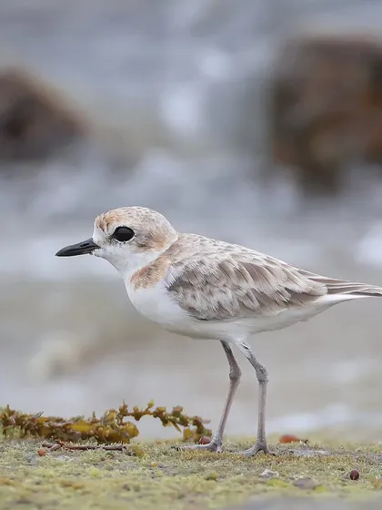 Another shot of the Malaysian Plover, an uncommon resident that faces threats from coastal development and human disturbance.
