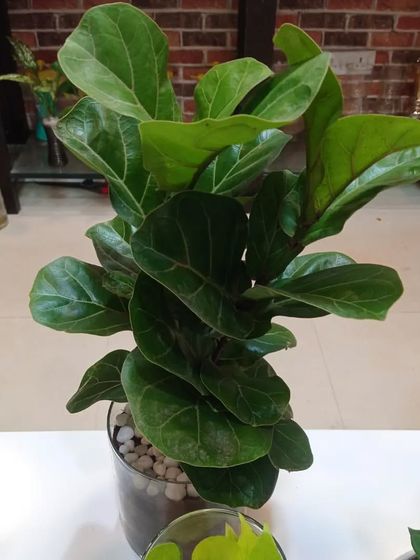 Indoor & Office Plants photo 26