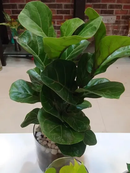 A young Fiddle Leaf Fig in a glass pot. Even at a smaller size, its iconic leaves make a big impression.