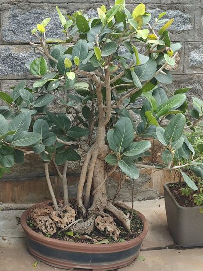 A large Banyan bonsai waiting to be moved to a new home. Its size and presence make it a perfect statement piece for a lawn or large garden.