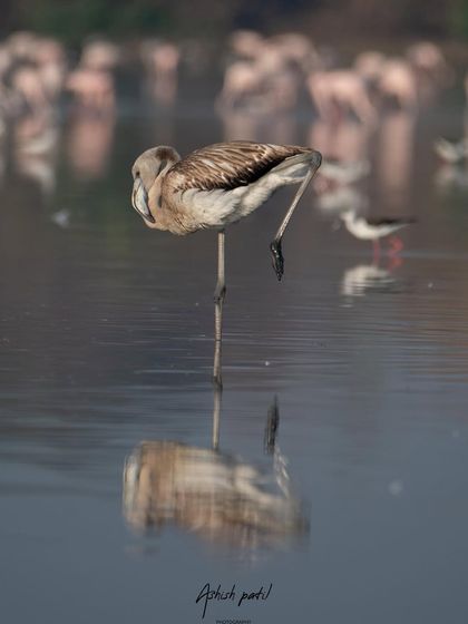 A continuation of the flamingo's preening sequence, capturing a different, slightly amusing posture.