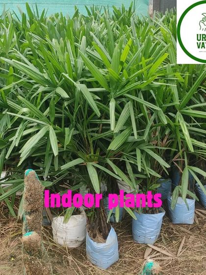 A large stock of healthy Rhapis Palms ready for homes and offices.