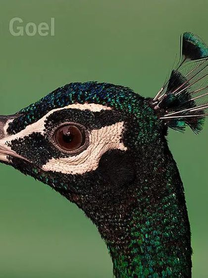 This is a normal blue peacock, but the angle of the light makes his feathers look almost black. The new crown feathers show that he has recently shed his old train and is growing a new one. It is a different kind of portrait, showing the changing seasons in the life of a peacock.