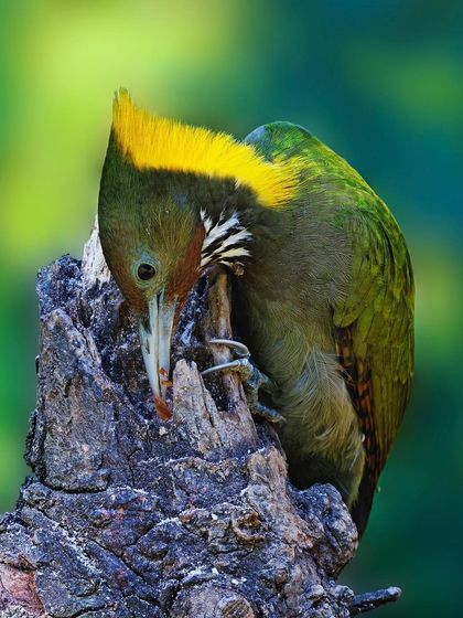 A Greater Yellownape Woodpecker clings to a gnarled tree stump, probing for insects. The shot perfectly captures the typical behavior of a woodpecker.