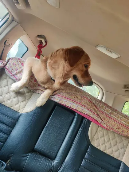 Another angle of the curious Golden Retriever. The entire back of the car is their kingdom to explore safely.