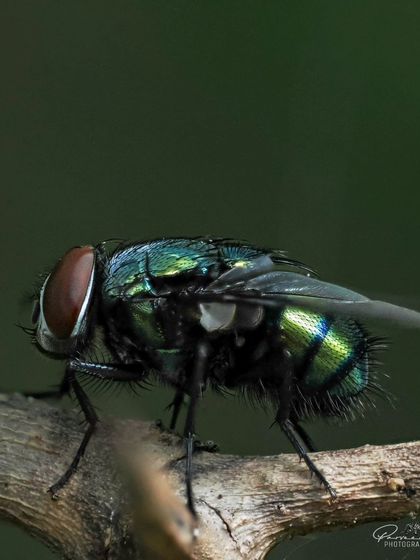 A macro shot of a Common Green Bottle Fly, its metallic green body shining in the light. This was taken with a dedicated 90mm macro lens.