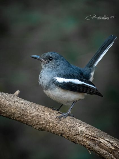 Portraits of the Wild photo 42