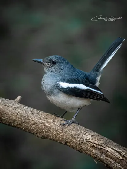 A female Oriental Magpie-Robin on a branch. The soft, diffused light is perfect for bringing out the subtle details in her grey plumage.