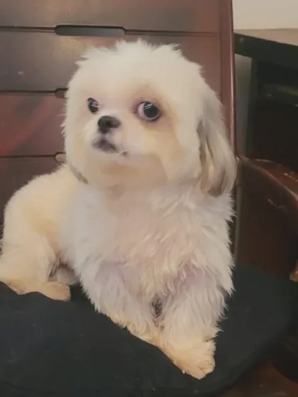 This fluffy white dog, likely a Maltese or a similar breed, is showing off a fresh haircut. The teddy bear cut is a popular choice that leaves them looking soft and cuddly.