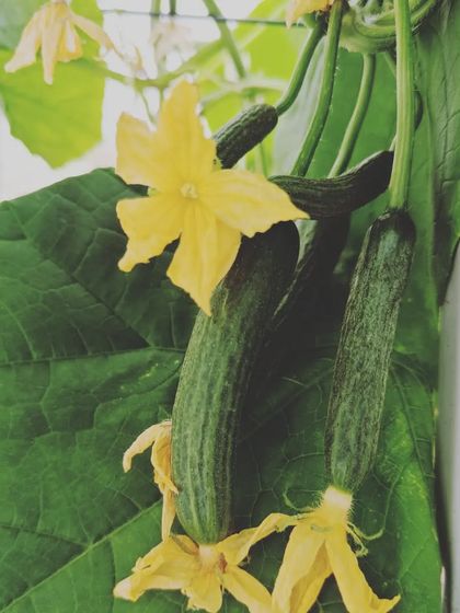 These are European cucumbers, known for being seedless with a thin skin. They are a premium variety that you can grow with ease in a home hydroponic system.