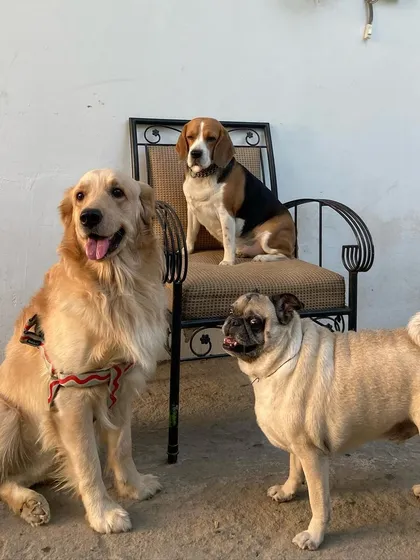 A Golden Retriever, a Pug, and a Beagle posing for a group photo. It's like a school picture day!