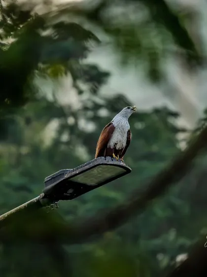 A Brahminy Kite perches on a street lamp, an example of wildlife adapting to urban environments.