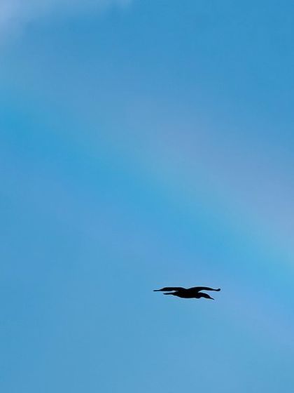 Creatures of the Wild photo 15