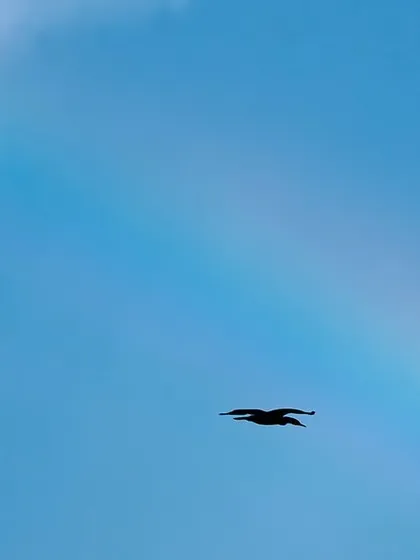 A close-up of the cormorant silhouetted against the rainbow. The simplicity of the composition highlights the beauty of the bird in flight against the cosmic bow.