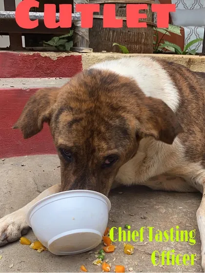 Meet Cutlet, one of our official Chief Tasting Officers. Before any meal goes out, it has to pass the ultimate test. His happy licks and clean bowl are the best seal of approval we could ask for.