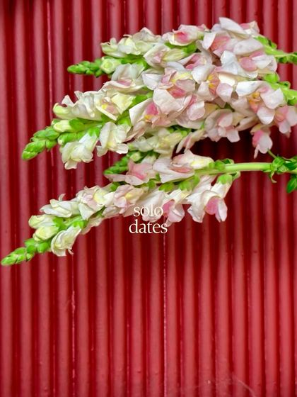 A "solo date" with some beautiful snapdragons against a textured red background. We often study individual flowers to understand their form and how they can best be used in our designs.