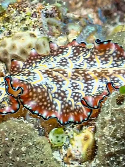 The smooth, gliding movement of sea slugs is not just beautiful; it's being studied by researchers to help engineer more energy-efficient and flexible robots. The ocean is full of such natural innovations.