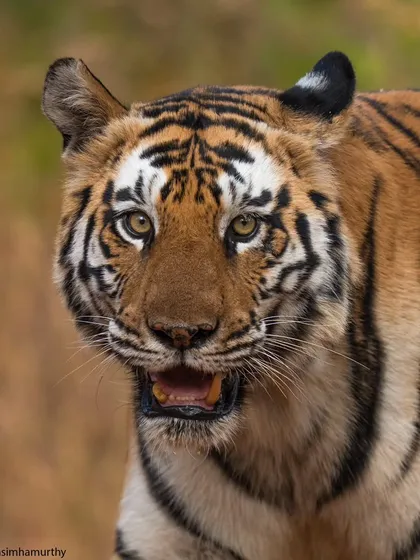 A close-up portrait of the gorgeous tigress P142 from Panna, captured as she walked straight towards my vehicle.