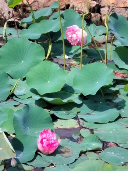 Pink lotuses blooming in our pond. This flower is a powerful symbol in our philosophy, representing purity, awakening, and the healing power of nature.