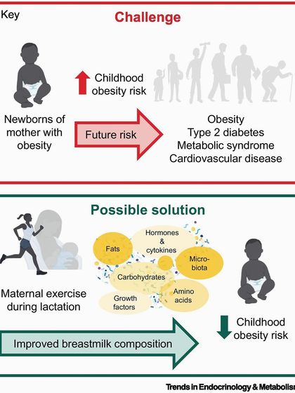 A mother's lifestyle during lactation can impact her child's future health. This infographic shows how maternal exercise during breastfeeding can improve breastmilk composition and lower the child's long-term risk of obesity.