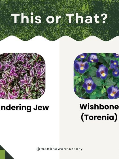 This or That: Wandering Jew or Wishbone (Torenia)? One has stunning purple foliage, the other has delicate, wishbone-shaped flowers. Which one would you choose for your garden?