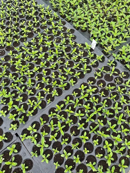 Our Dianthus and Marigold saplings thriving in their propagation trays at the farm. Both thrive in full sun, making them perfect for the Indian climate.