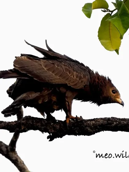 An Indian Spotted Eagle, ready for action. Its feathers are ruffled and its body is tensed, suggesting it has spotted potential prey. These are powerful raptors with impressive wingspans.
