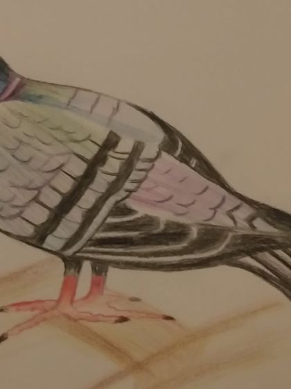 A beautifully detailed drawing of a pigeon, done with color pencils by a student.