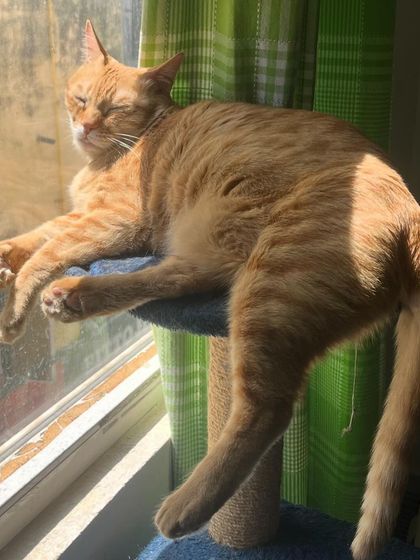 Just dangling. Classic Yoda move. She's a character.