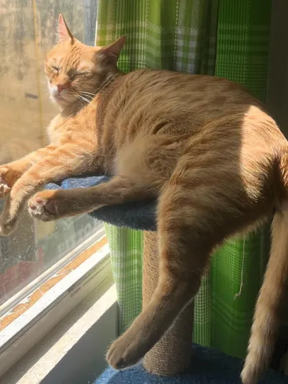 Just dangling. Classic Yoda move. She's a character.