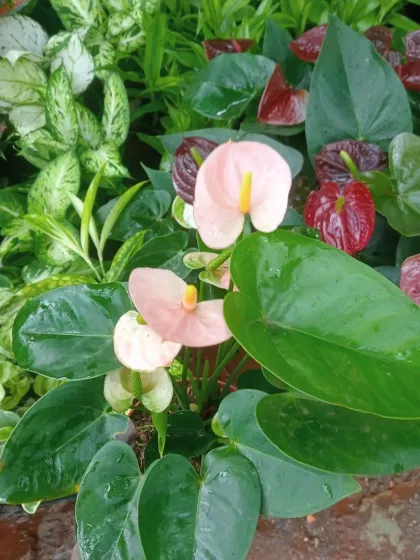 A lovely mix of pink and red Anthuriums with other leafy plants. I can help you create beautiful arrangements with different colors and textures.