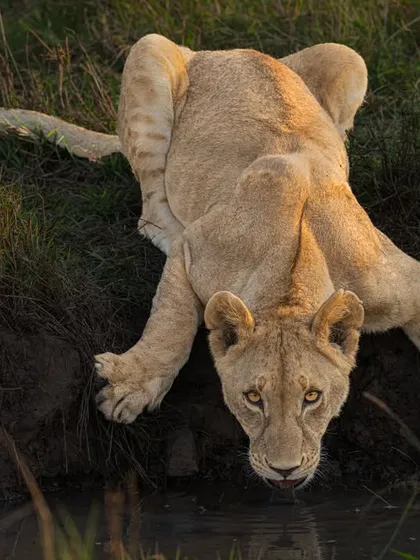 Eye contact is one of the most powerful elements a frame can hold. This lioness, drinking from the water, looks up and connects directly with the lens. It’s a raw, intimate, and unforgettable moment.