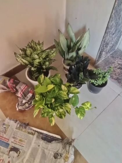 A customer's order ready for packing, including a Money Plant, Aglaonema, and Snake Plant. I ensure they are packed carefully for delivery.