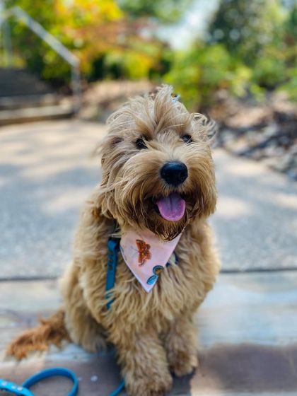 Tulsa Dog Trainer - Immersive Board & Train Programs Board & Train Graduates photo 141