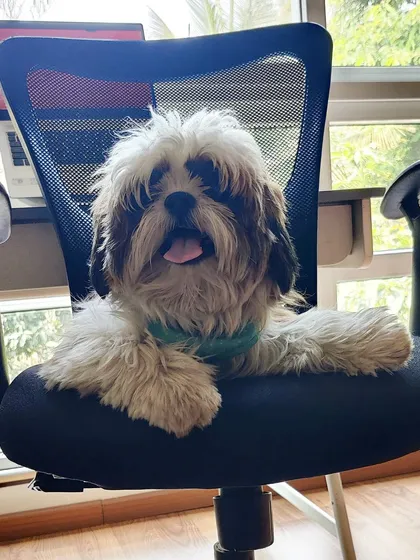 This is what my 'work from home' assistants look like! At my home boarding, your pup isn't just a guest; they're part of the family, free to find the comfiest spots, even if it's my office chair. It's all about that *ghar jaisa feel*.