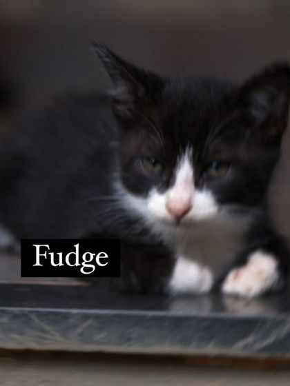 This is Fudge, a sweet-hearted cuddle bug. He and his brother Fluffy are a dynamic duo, perfect for any family looking to adopt a bonded pair of kittens.