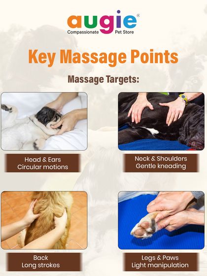 Augie Pets - Pet Grooming Services Dental Health & Wellness Guides photo 7