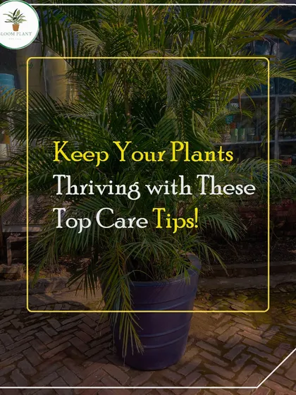 I don't just sell you a plant and say goodbye. I'm here to help you keep it thriving with my top care tips, ensuring your green friends stay happy and healthy.