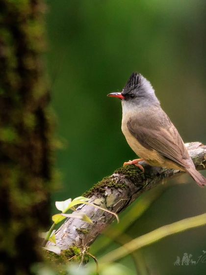 A Black-chinned Yuhina, a small bird from the white-eye family, easily identified by its jaunty crest and, of course, its black chin.