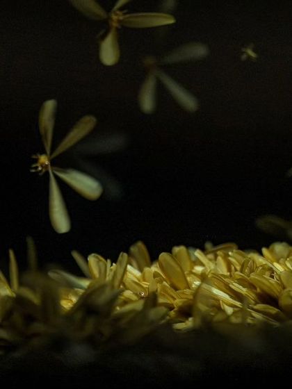 The air is thick with winged termites during their nuptial flight, a phenomenon we document on our monsoon night walks.