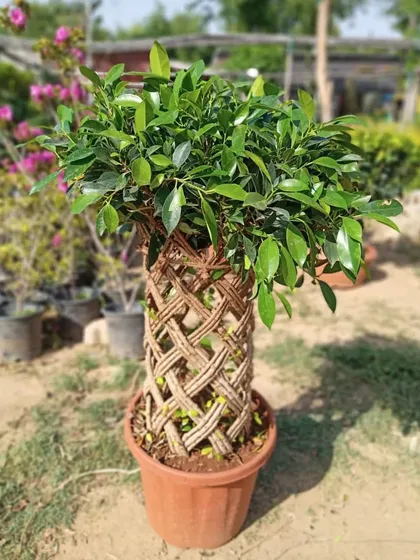 This Ficus microcarpa shows the unique customisation I can do. The trunk is carefully woven into a net-like pattern, creating a plant that is also a piece of art.