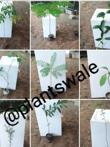 A collection of young trees and saplings we have in stock, perfect for starting a new garden or for plantation projects.