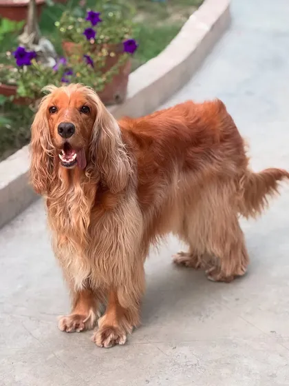 A full-body shot of Posto, showing off his beautiful long coat and happy demeanor.