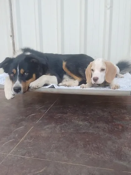 We have a special place in our hearts for puppies. Our older, wiser guests often take on the role of gentle mentors, helping the little ones feel safe, loved, and part of the pack.