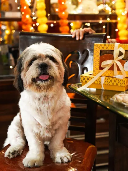 A cute dog sitting at a table decorated for Diwali, with its own box of festive treats. This image tells a heartwarming story of including pets in family celebrations.