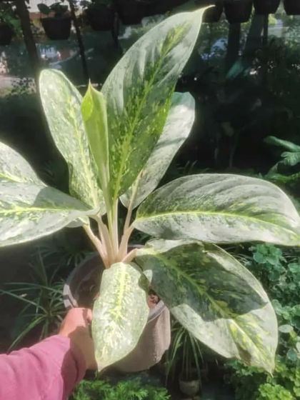 An Aglaonema 'Snow White', a type of Chinese Evergreen. Its large leaves are beautifully patterned with shades of green and cream.