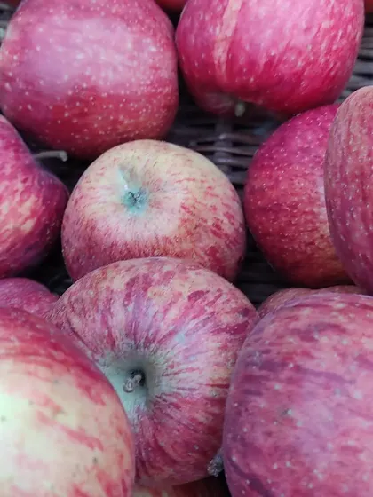 A close-up of red-striped apples, showcasing their natural beauty and imperfections.