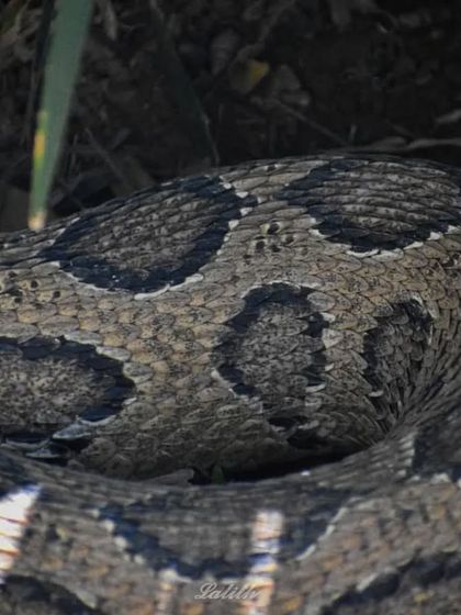 Lalith - Wildlife & Nature Photography The Little Worlds: Reptiles, Insects & Macro photo 16